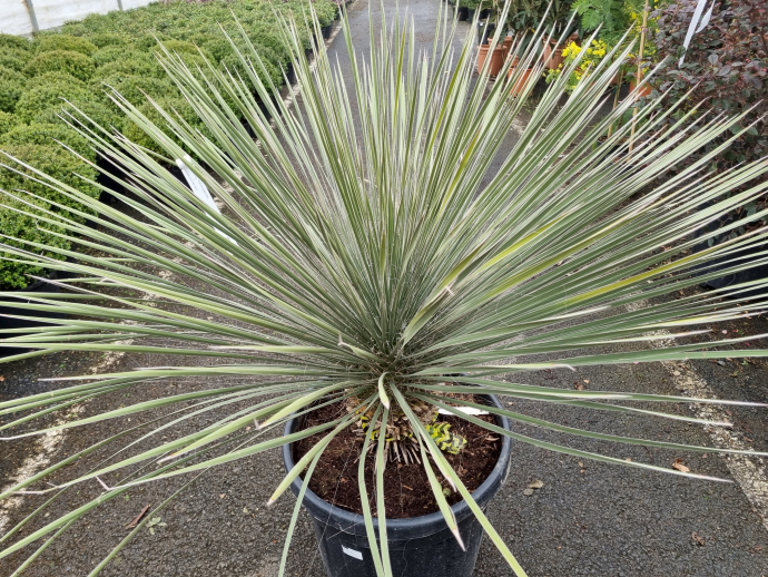 Yucca elata