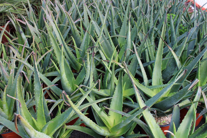 aloe vera