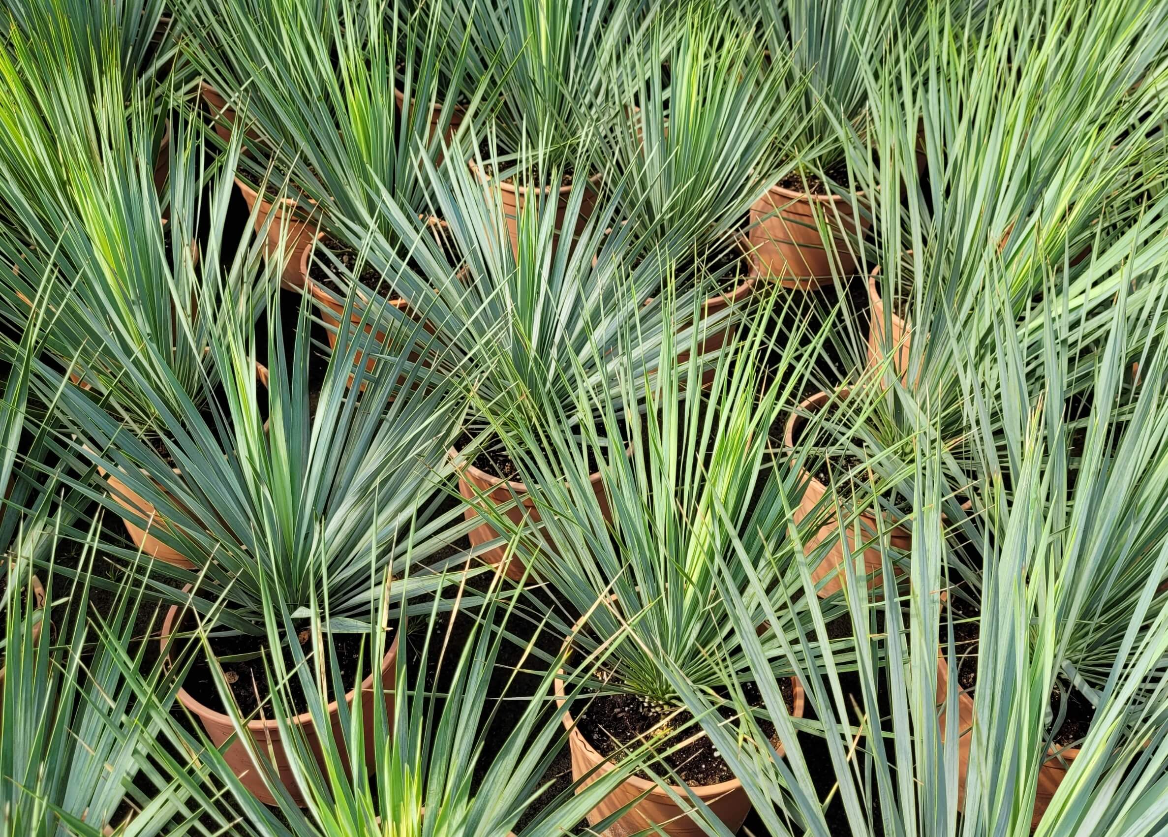 yucca C5L(1)