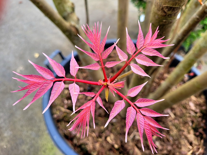 Cedrela sinensis flamingo