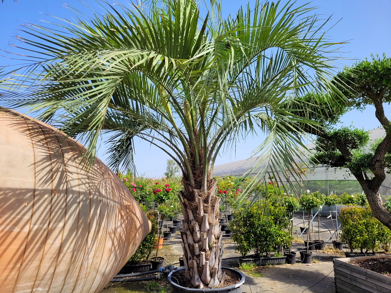 Butia capitata Stipe 120/140