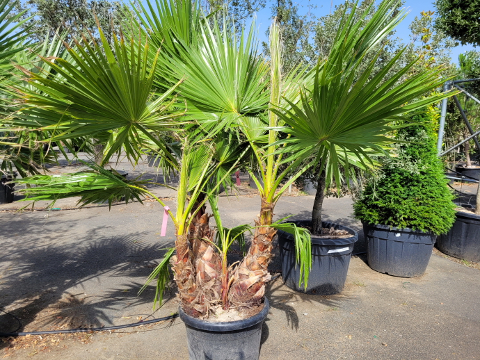 Washingtonia cépée 175-200