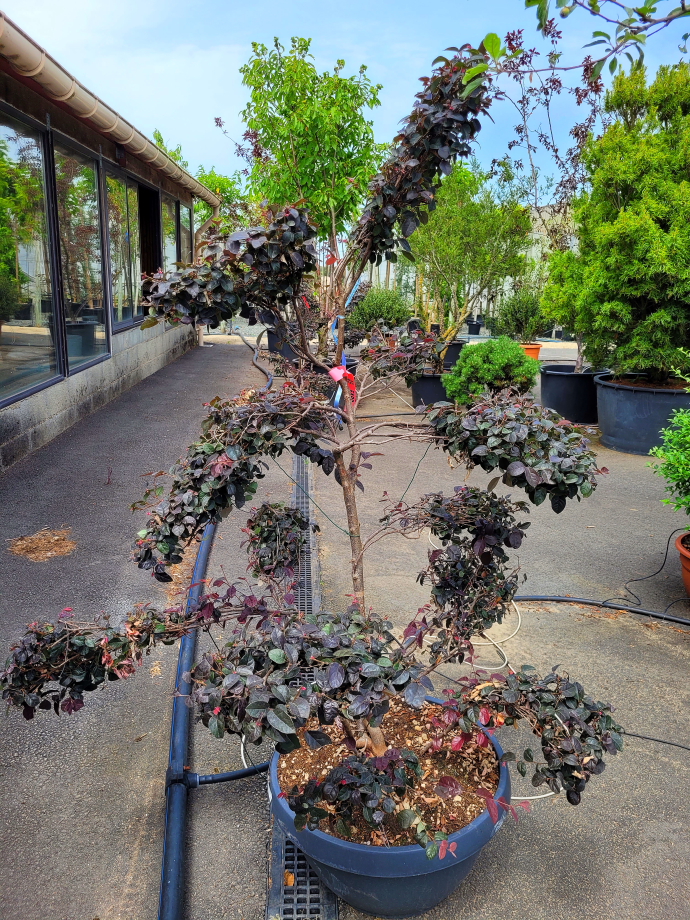 Loropetalum pompons