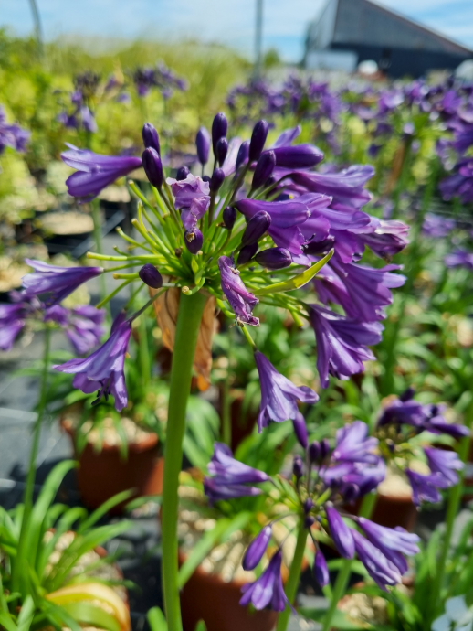 Agapanthe poppin purple