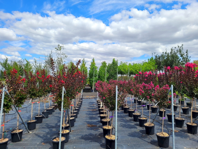 Lagerstroemia demi-tigee