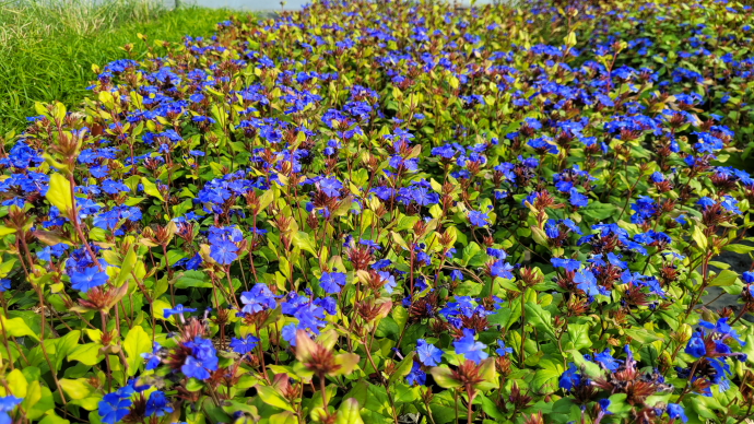 Ceratostigma plumbaginoides