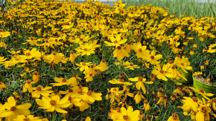 Coreopsis verticillata imperial sun