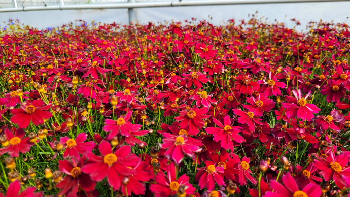 Coreopsis verticillata limerock ruby