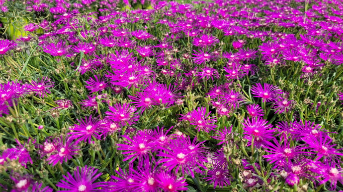 Delosperma cooperi