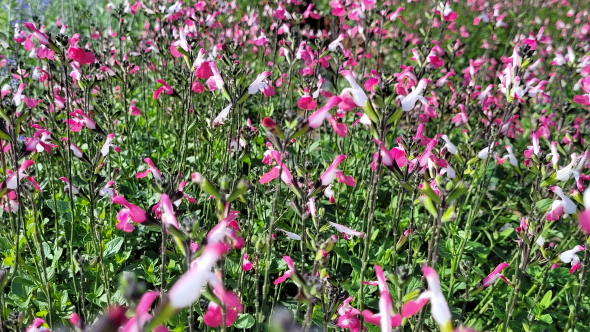 Salvia pink lips site