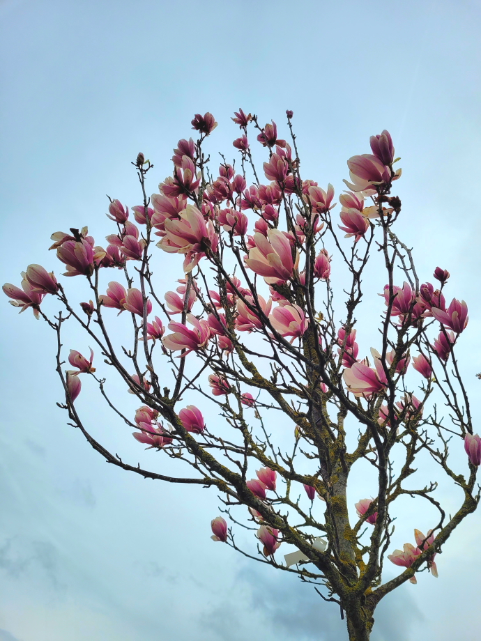 Magnolia soulangeana TIGE BIS