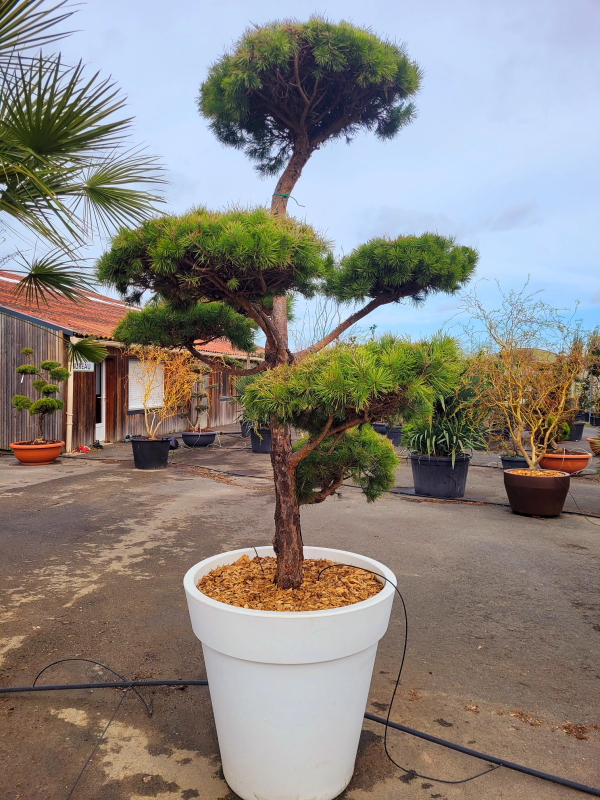 PINUS SYLVESTRIS BONSAI