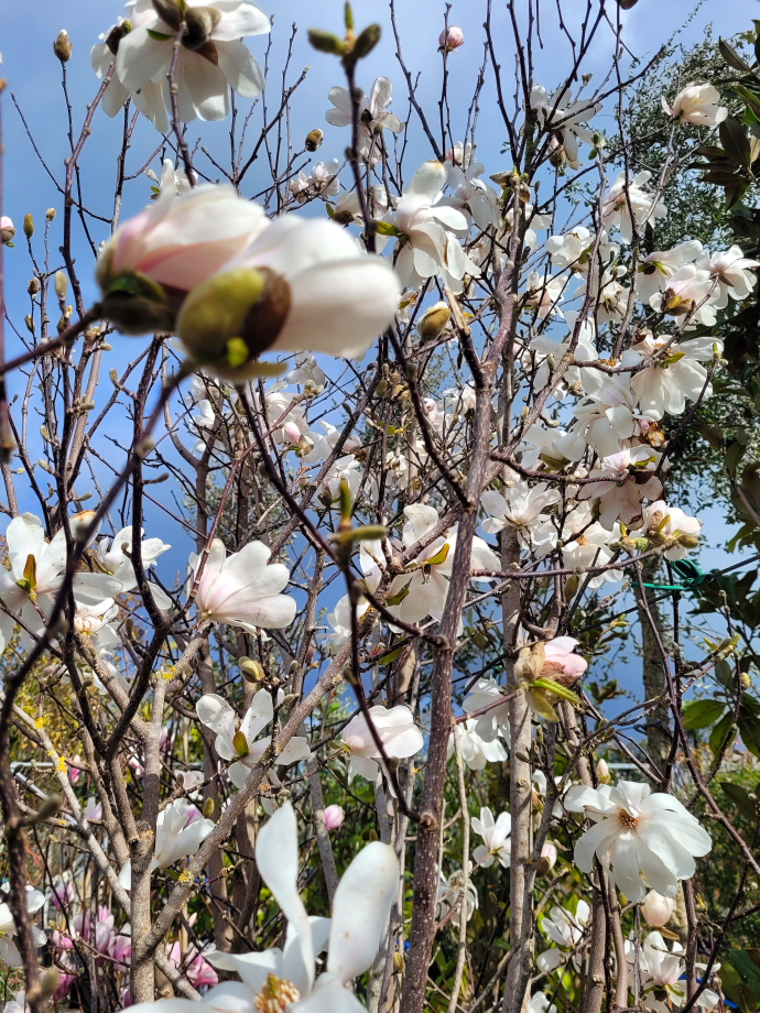 magnolia stellata site