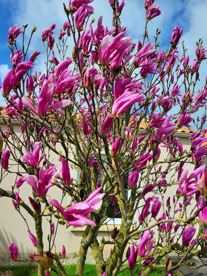 Magnolia susan