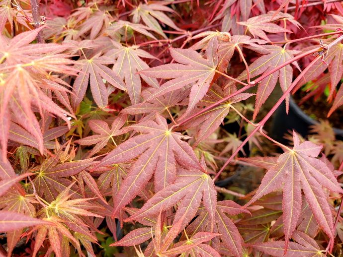 ACER PALMATUM ATROPURPUREUM