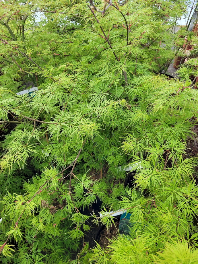 ACER PALMATUM DISSECTUM VIRIDIS SITE