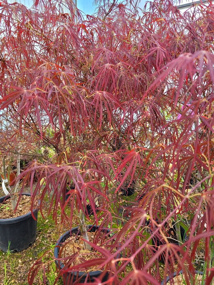 ACER PALMATUM RED PYGMY