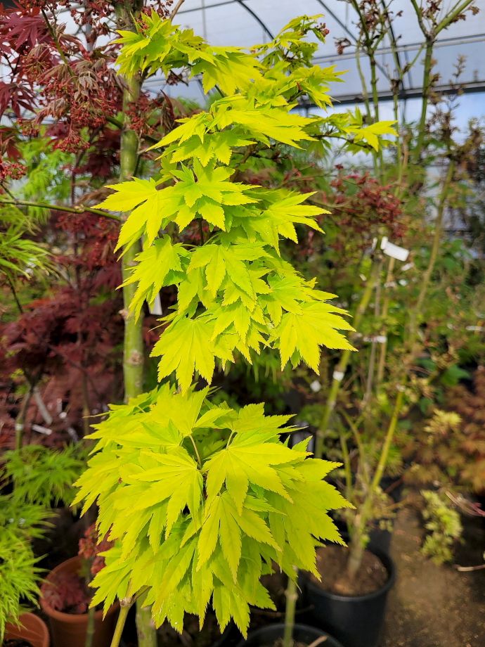 ACER PALMATUM SHIRASAWANUM AUREUM