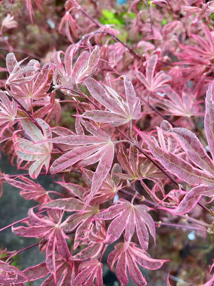 ACER PALMATUM SHIRAZZ