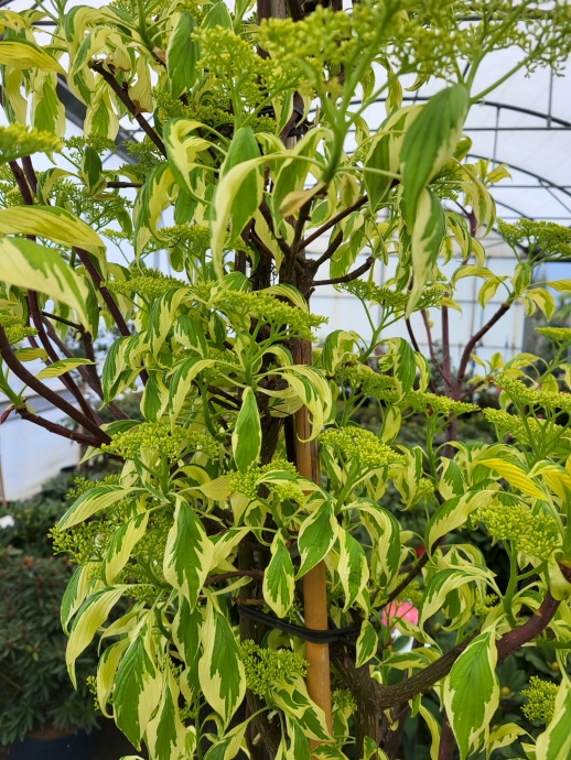 Cornus contreversa variegata
