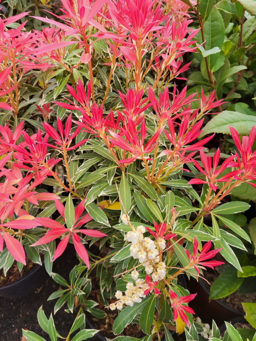 Pieris flaming sylver