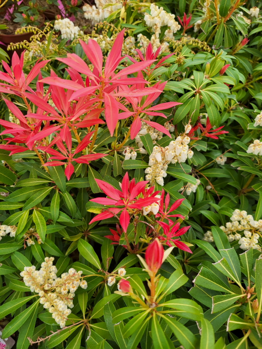 Pieris forest flame