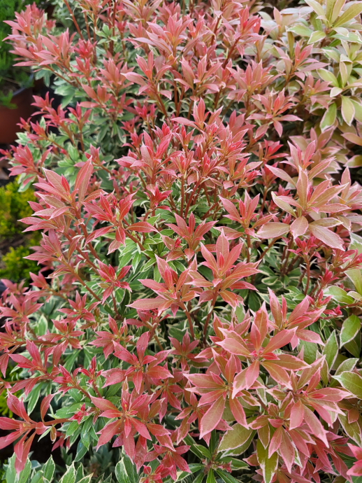 Pieris little heath