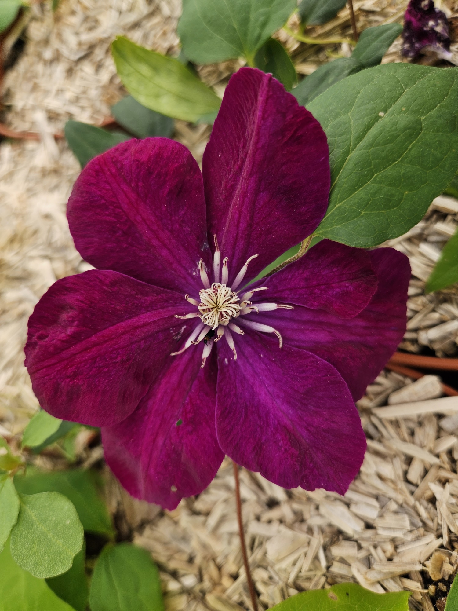 Clematite Cardinal