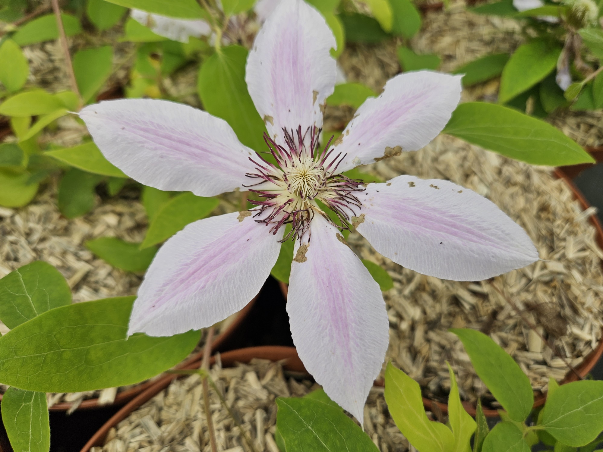 Clematite Nelly moser