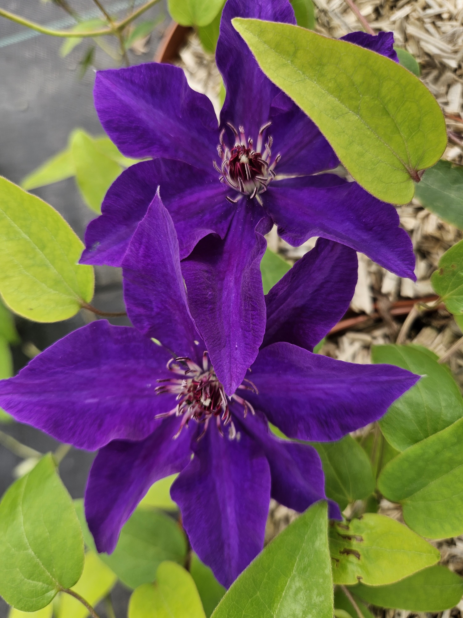 Clematite President violet