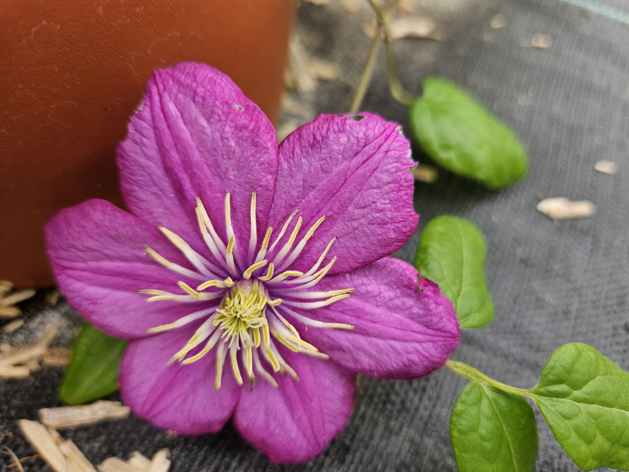 Clematite Ville de lyon