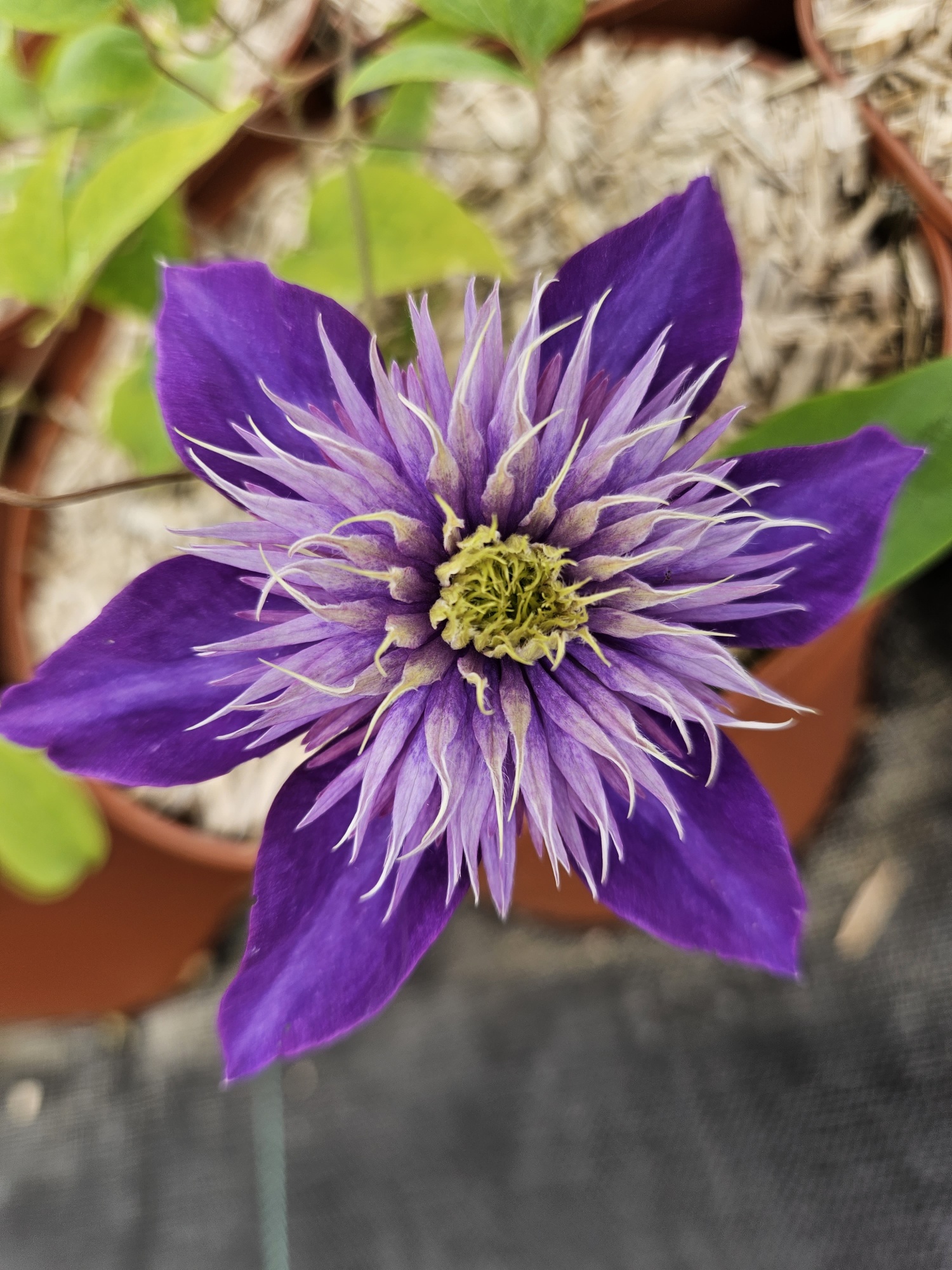 Clematite double bleue