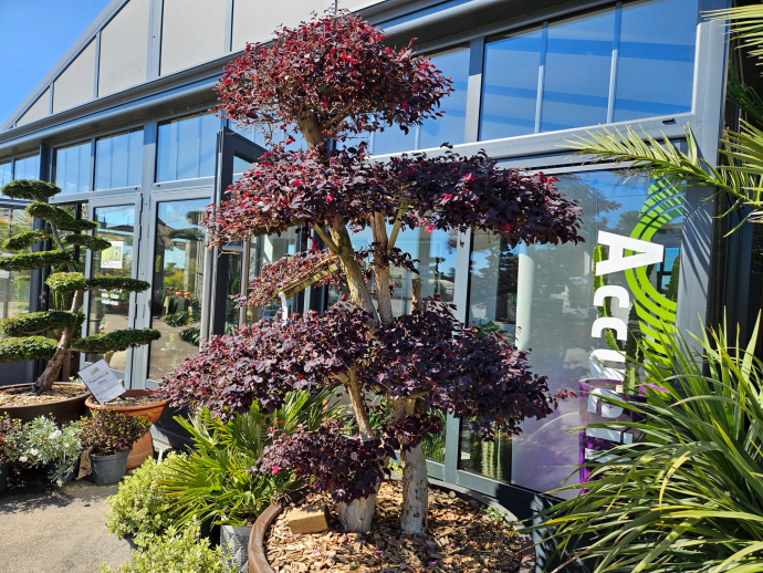 Loropetalum bonsai site