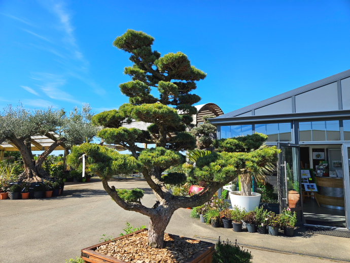 Pinus pentaphylla bonsai site