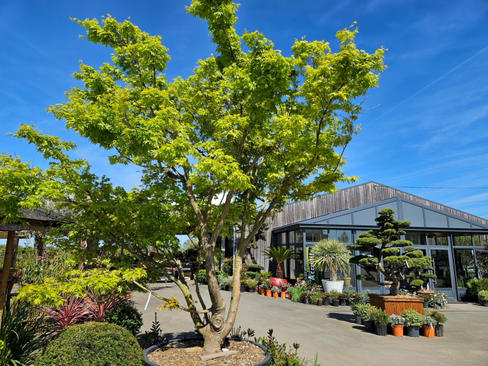 acer palmatum vert site