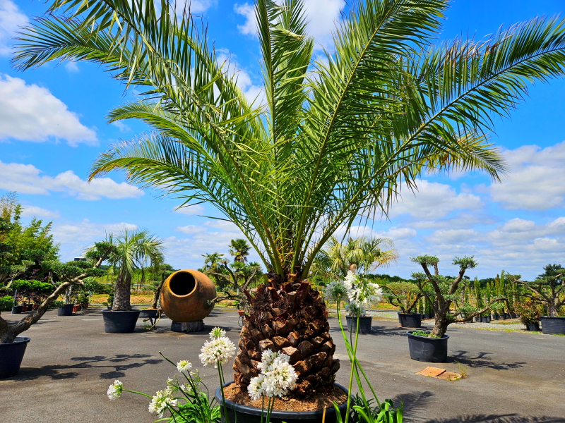 P13 Phoenix canariensis 2 site